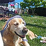 animal, backyard, blue_sky, canine, chair, dog, flower, garden, golden_retriever, grass, happy, outdoor, pet, playground, relaxed, scarf, summer, sunny, toy, tree