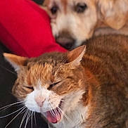 Bucky participe au concours pour gagner de l'argent avec cette photo : cat, dog, golden_retriever, pet, animal, yawning, resting, red_pillow, fur, closeup, whiskers, sleepy, indoor, companion, cozy, mammal, cute, face, expression, blurred_background
