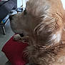 animal, canine, close_up, cozy, cushion, dog, domestic, fur, golden_retriever, home, indoor, living_room, mammal, pet, red, relaxed, resting, side_profile, sofa, table