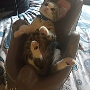 Tigrou a rejoint le concours — aidez-le/la à gagner de superbes lots ! animal, baby_seat, blanket, cat, collar, comfort, cozy, curious, cute, domestic, feline, fur, indoor, kitten, pattern, paws, pet, relaxed, resting, young