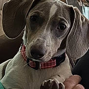 Heidi is registered to the contest to win money with this photo: dog, pet, closeup, indoor, collar, paw, hand, animal, looking, ears, cute, domestic_animal, mammal, face, fur, brown, white, resting, curious, companion