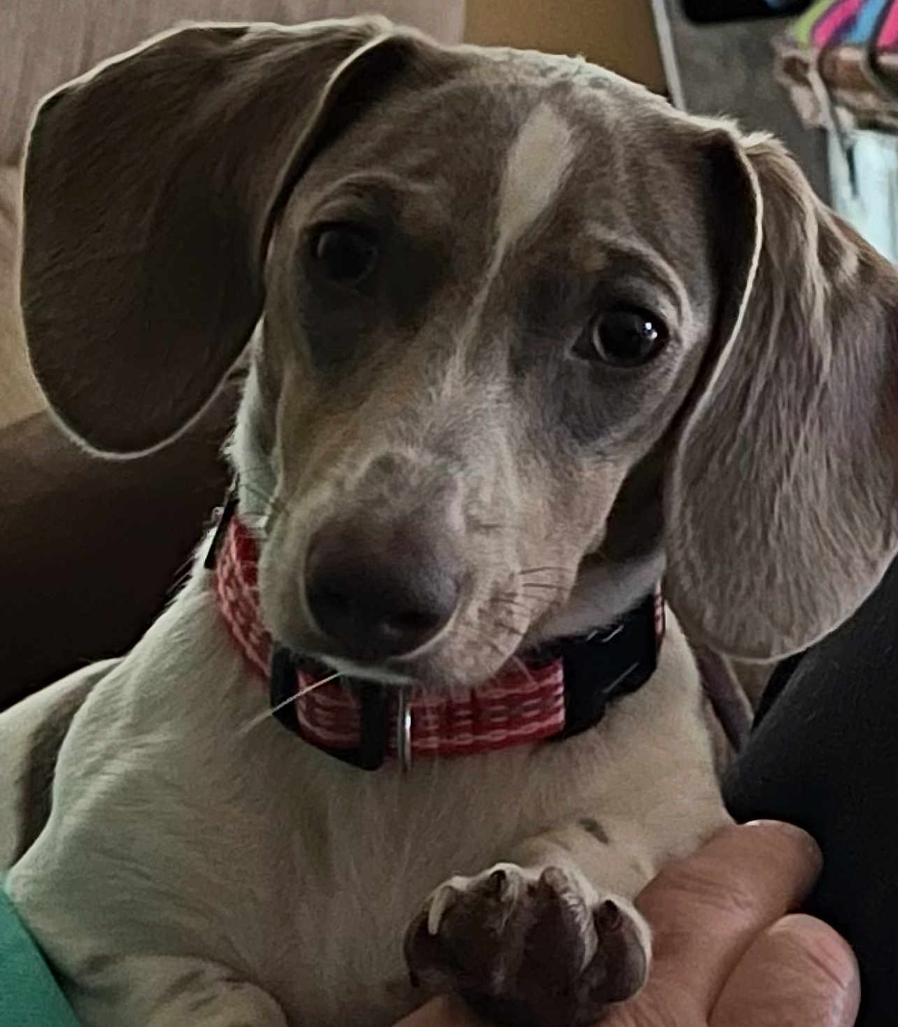 Heidi is registered to the contest to win money with this photo: dog, pet, closeup, indoor, collar, paw, hand, animal, looking, ears, cute, domestic_animal, mammal, face, fur, brown, white, resting, curious, companion