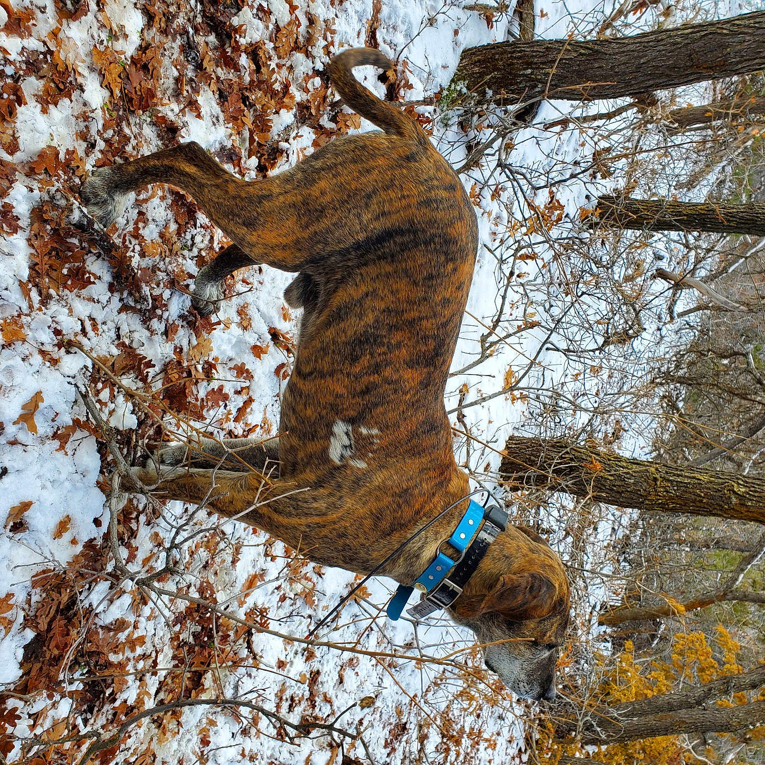 Herc