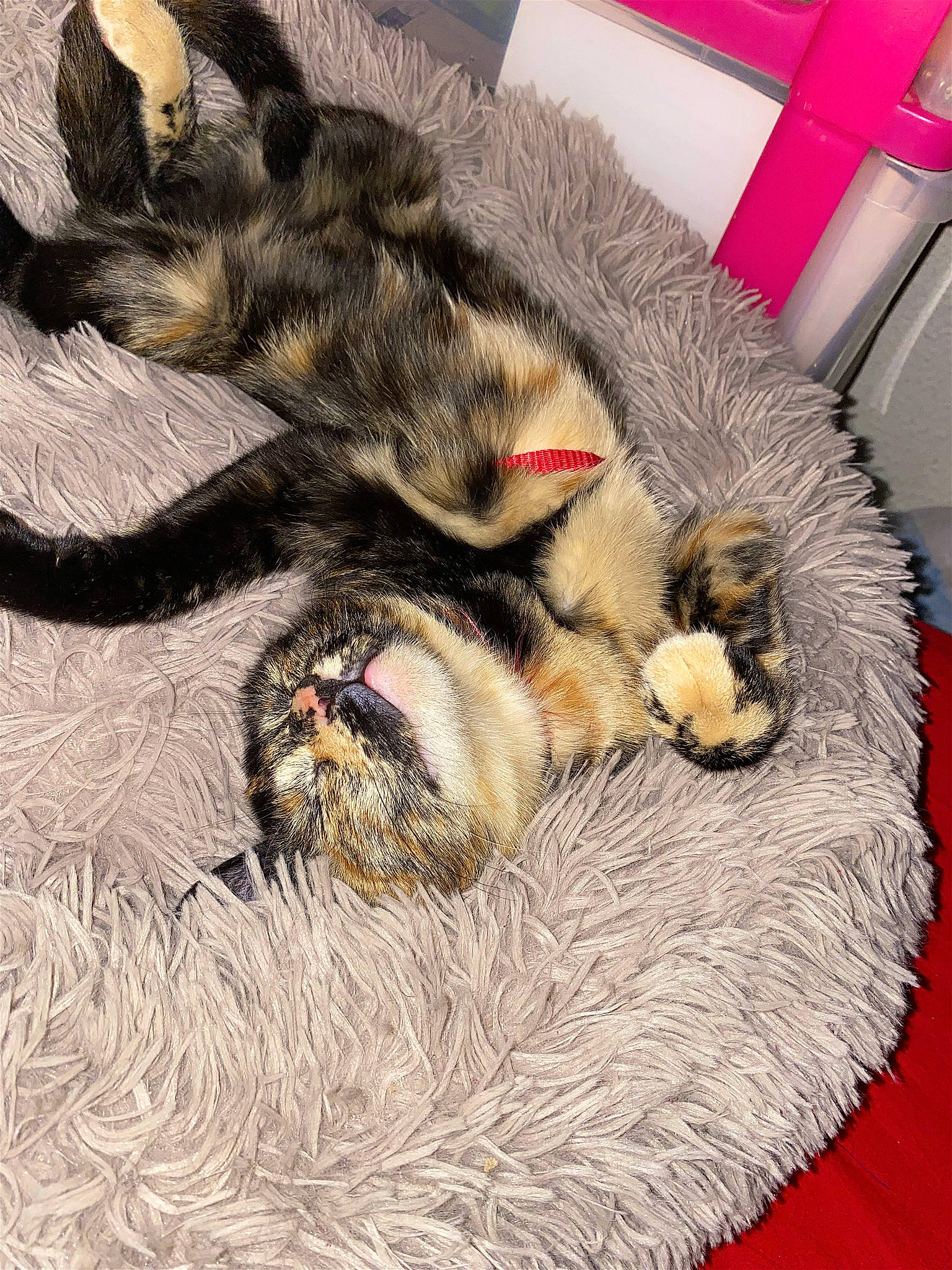 Adso participe au concours pour gagner de l'argent avec cette photo : carnivore, cat, cat_toy, claw, comfort, couch, domestic_short_haired_cat, fawn, felidae, foot, fur, nap, natural_material, paw, small_to_medium_sized_cats, snout, tail, terrestrial_animal, textile, whiskers