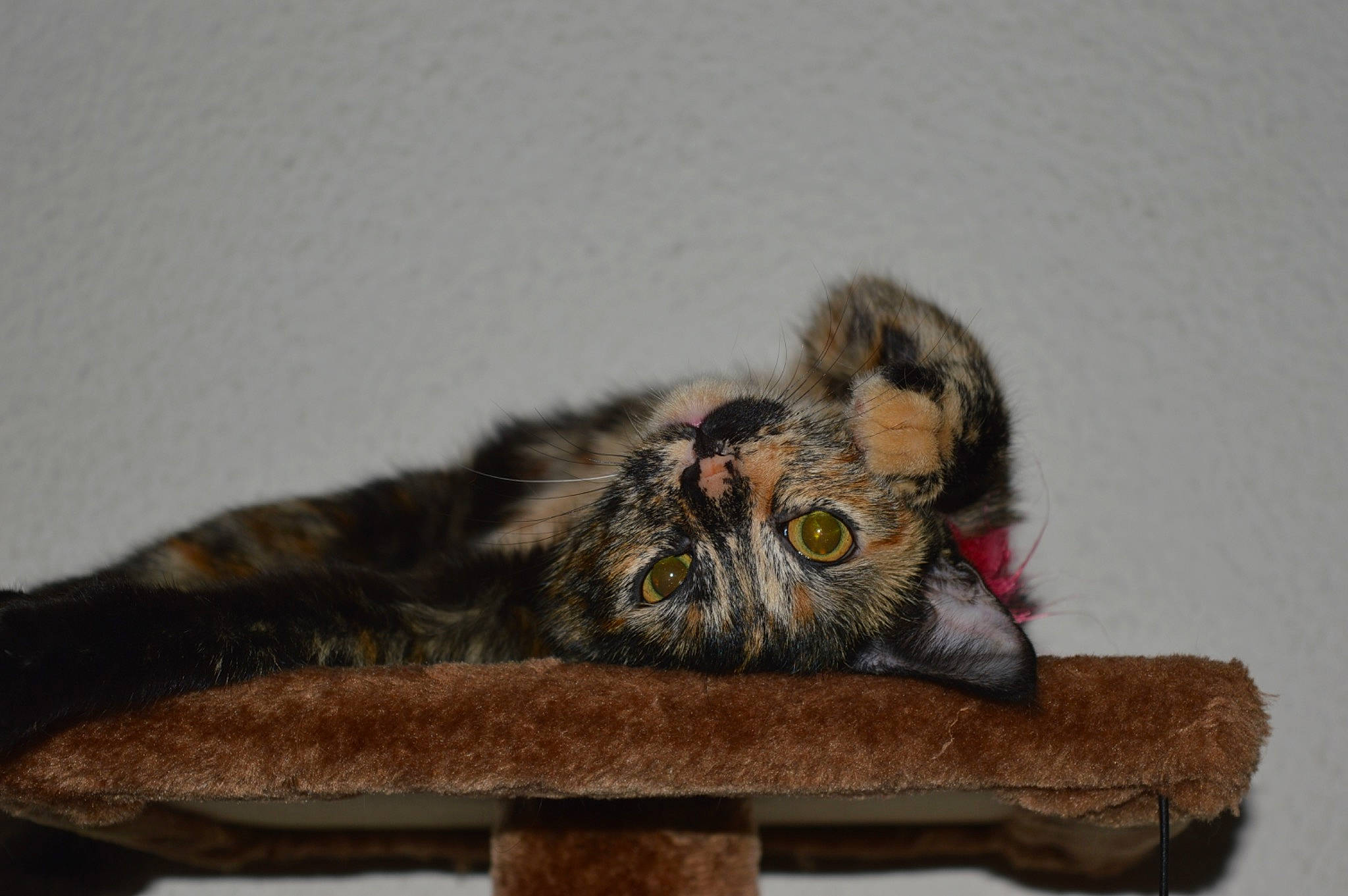 Adso a rejoint le concours — aidez-le/la à gagner de superbes lots ! balance, beak, bird, bird_of_prey, claw, falconiformes, feather, fur, great_horned_owl, macro_photography, natural_material, owl, screech_owl, tail, terrestrial_animal, wildlife, wing, wood