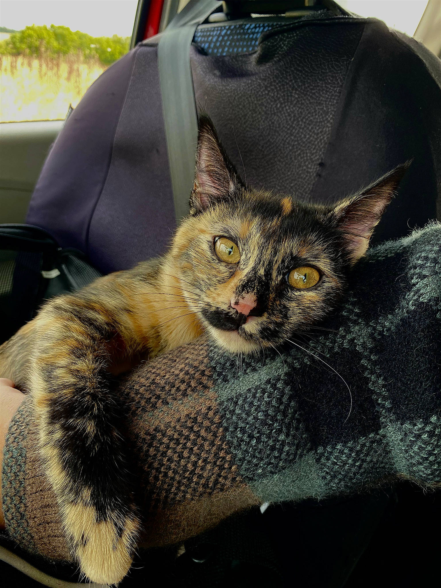 Adso a rejoint le concours — aidez-le/la à gagner de superbes lots ! automotive_exterior, automotive_tire, car_seat, carnivore, cat, comfort, domestic_short_haired_cat, fawn, felidae, grey, motor_vehicle, plant, sleeve, small_to_medium_sized_cats, tire, tree, vehicle_door, wheel, whiskers, window