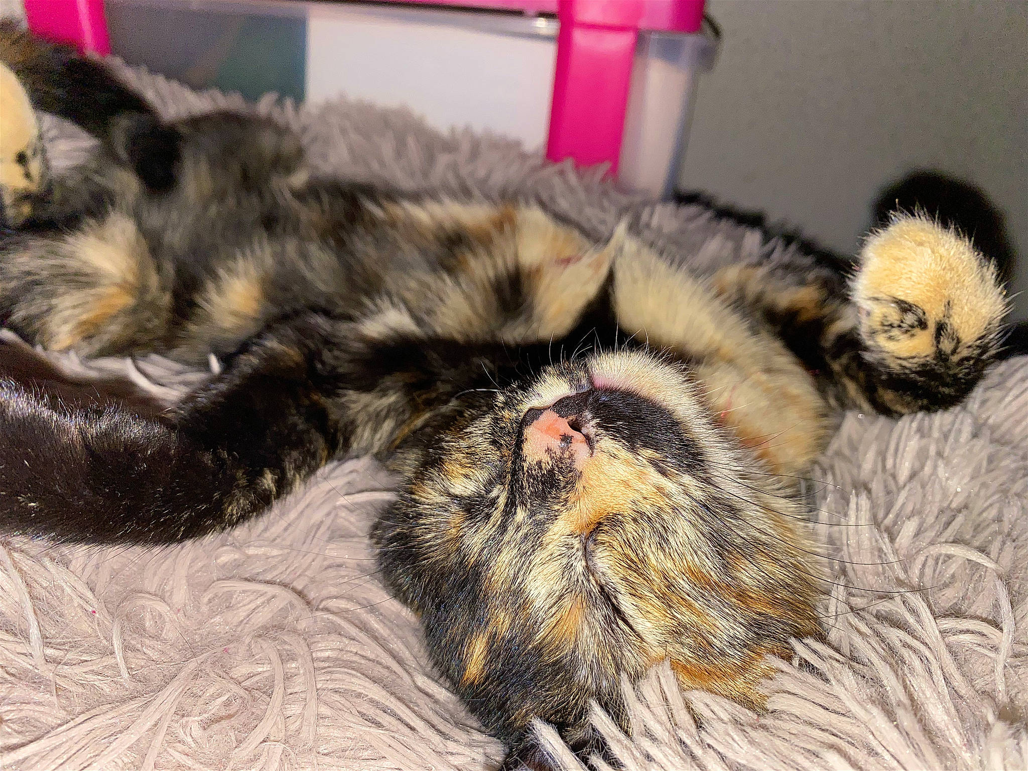 Adso participe au concours pour gagner de l'argent avec cette photo : carnivore, cat, claw, comfort, domestic_short_haired_cat, felidae, fur, nap, paw, sleep, small_to_medium_sized_cats, snout, tail, terrestrial_animal, whiskers