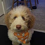 Rocco is registered to the contest to win money with this photo: animal, brown, carpet, chair, curly_fur, cute, dog, domestic, ears, eyes, face, fur, ghost_pattern, indoor, nose, orange_bandana, pet, puppy, sitting, white