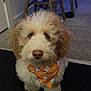 animal, brown, carpet, chair, curly_fur, cute, dog, domestic, ears, eyes, face, fur, ghost_pattern, indoor, nose, orange_bandana, pet, puppy, sitting, white