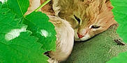 Lady a rejoint le concours — aidez-le/la à gagner de superbes lots ! annual_plant, botany, carnivore, cat, fawn, felidae, flowering_plant, grape_leaves, grass, green, groundcover, leaf, leaf_vegetable, plant, small_to_medium_sized_cats, tail, terrestrial_animal, tree, twig, whiskers