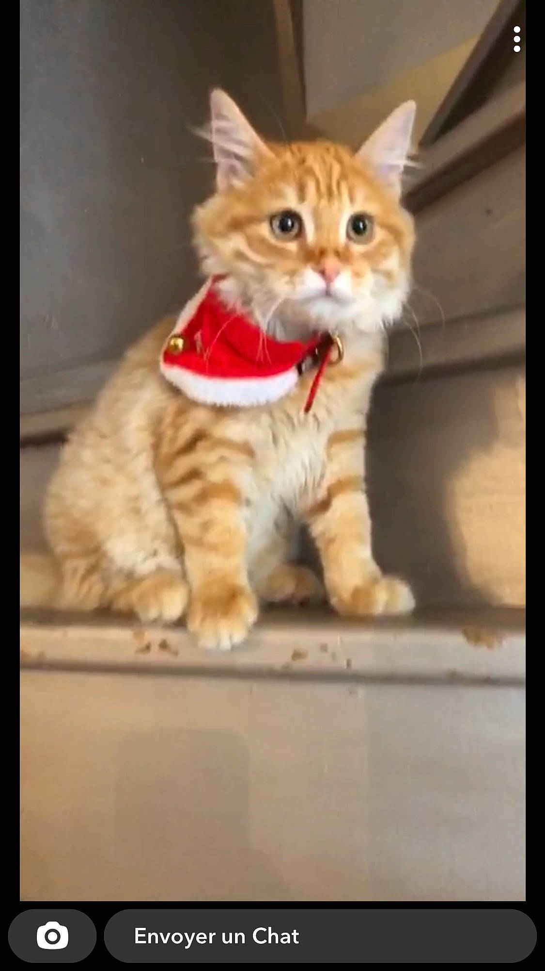 Rusty a rejoint le concours — aidez-le/la à gagner de superbes lots ! carnivore, cat, claw, domestic_short_haired_cat, fawn, felidae, fur, paw, photo_caption, rectangle, small_to_medium_sized_cats, snout, tail, terrestrial_animal, whiskers, window, wood