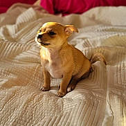 Gizzy is registered to the contest to win money with this photo: puppy, dog, bed, blanket, quilt, red_pillow, sunlight, indoor, pet, cute, small_dog, fur, sitting, cozy, warm_light, domestic_animal, animal, young_dog, portrait, resting