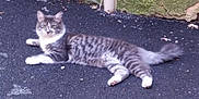 Tibor participe au concours pour gagner de l'argent avec cette photo : aegean_cat, american_wirehair, carnivoran, cat, cat_like_mammal, domestic_short_haired_cat, dragon_li, european_shorthair, fauna, kitten, kurilian_bobtail, maine_coon, mammal, norwegian_forest_cat, pixie_bob, small_to_medium_sized_cats, tabby_cat, tail, vertebrate, whiskers