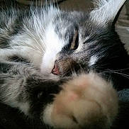 Tibor participe au concours pour gagner de l'argent avec cette photo : aegean_cat, american_shorthair, cat, cat_like_mammal, close_up, domestic_short_haired_cat, european_shorthair, eye, fauna, fur, kitten, nap, norwegian_forest_cat, nose, organ, paw, small_to_medium_sized_cats, snout, whiskers