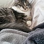 Tibor participe au concours pour gagner de l'argent avec cette photo : american_shorthair, cat, cat_like_mammal, domestic_short_haired_cat, dragon_li, european_shorthair, fur, kitten, mammal, norwegian_forest_cat, siberian, small_to_medium_sized_cats, tabby_cat, whiskers