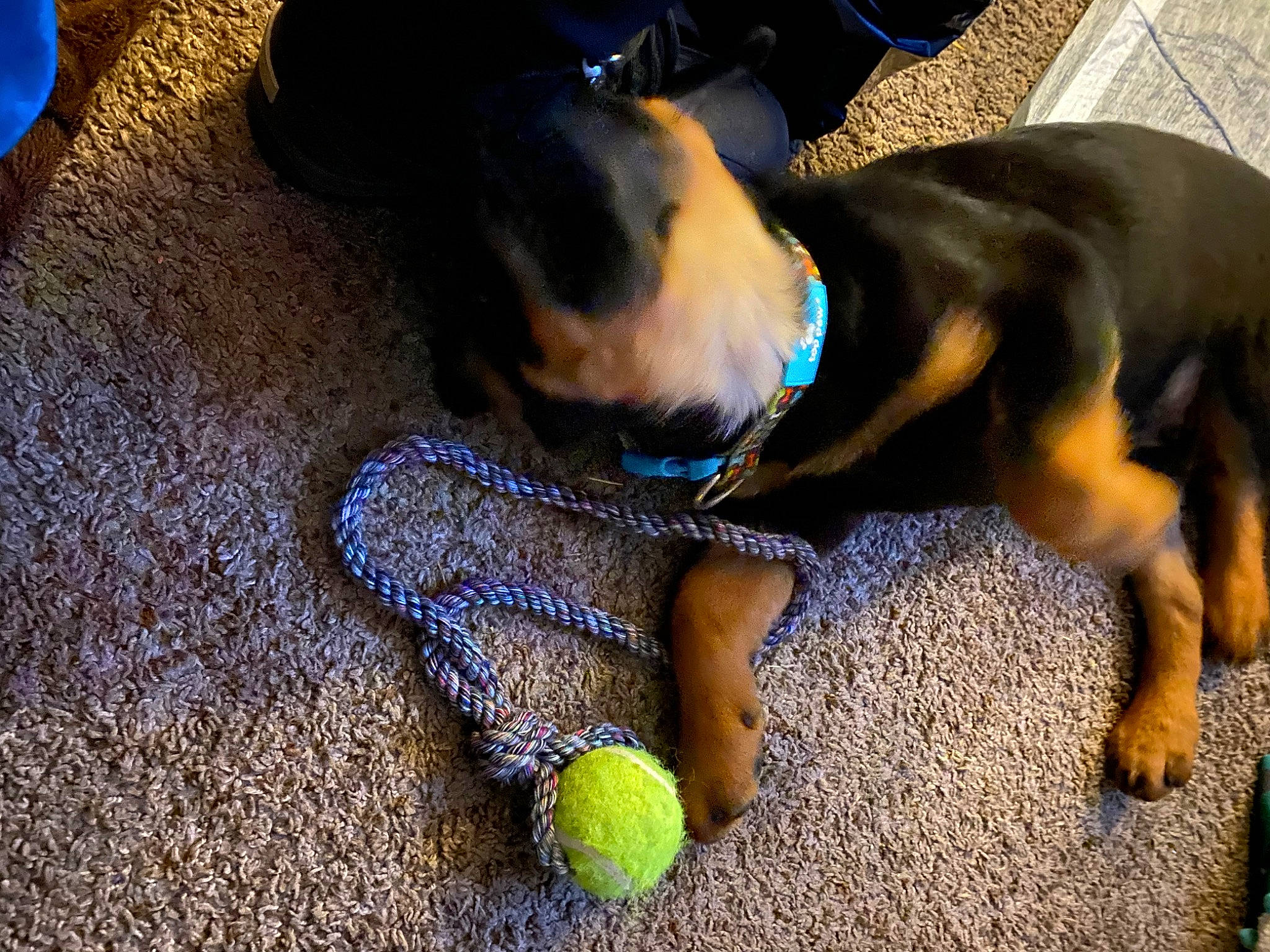 Billy is registered to the contest to win money with this photo: ball, blue, carnivore, collar, companion_dog, dog, dog_breed, dog_supply, dog_toy, fawn, flooring, paw, pet_supply, snout, sports_toy, tail, tennis, tennis_ball, tennis_equipment, working_animal