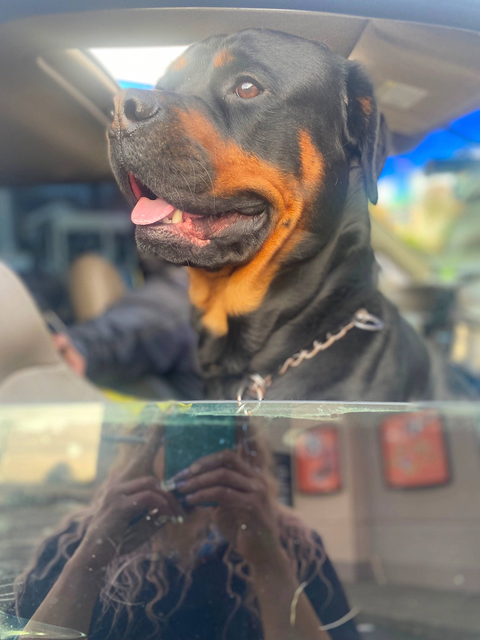 Billy joined the competition — help win amazing prizes! canidae, carnivore, collar, companion_dog, dog, dog_breed, dog_collar, dog_supply, fawn, fur, guard_dog, hunting_dog, personal_protective_equipment, pet_supply, rottweiler, snout, sporting_group, whiskers, working_animal, working_dog