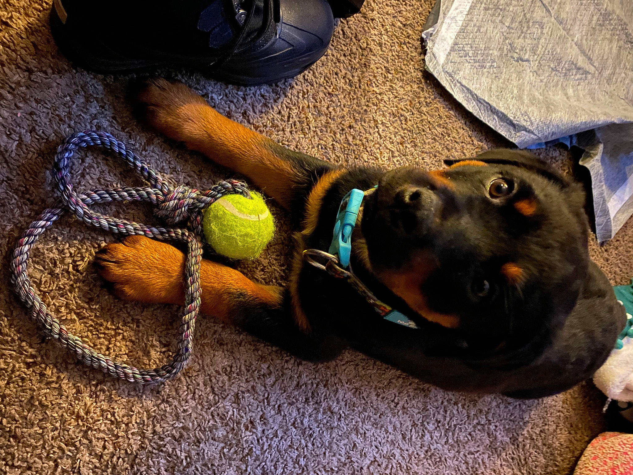 Billy is registered to the contest to win money with this photo: carnivore, collar, comfort, companion_dog, dog, dog_breed, dog_collar, dog_supply, electric_blue, eyewear, fashion_accessory, fawn, fur, guard_dog, leash, personal_protective_equipment, pet_supply, snout, sporting_group, working_animal