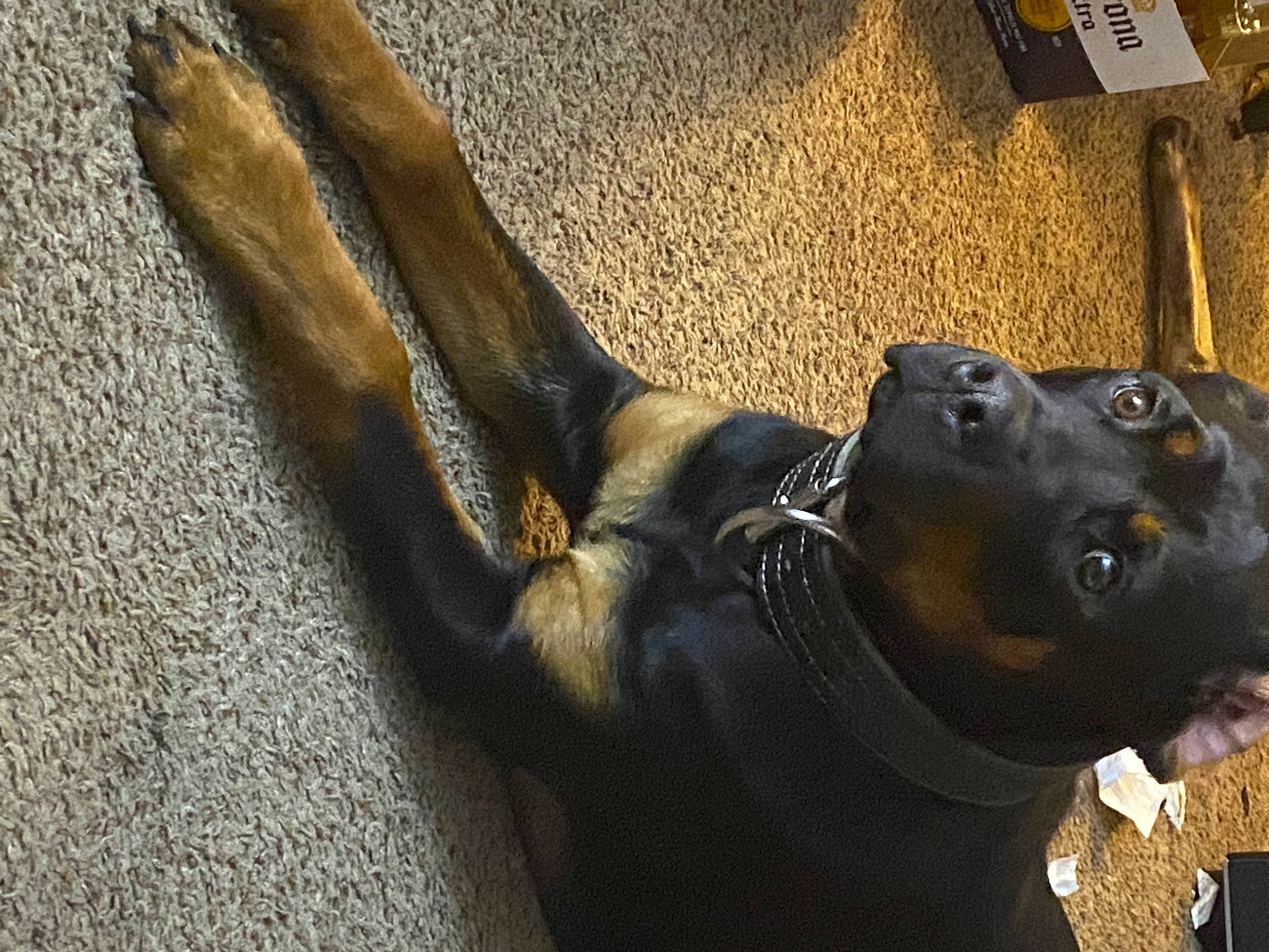 Billy is registered to the contest to win money with this photo: art, borador, canidae, carnivore, collar, companion_dog, dog, dog_breed, dog_collar, fawn, guard_dog, liver, sculpture, snout, sporting_group, tail, terrestrial_animal, whiskers, wood, working_animal