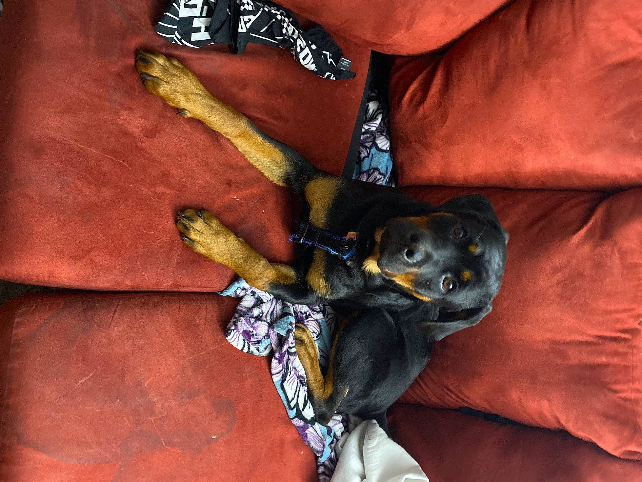 Billy joined the competition — help win amazing prizes! canidae, carnivore, claw, comfort, companion_dog, dog, dog_breed, elbow, fashion_accessory, fawn, gesture, hat, human_leg, jewellery, nail, orange, sleeve, sporting_group, thumb, wrist