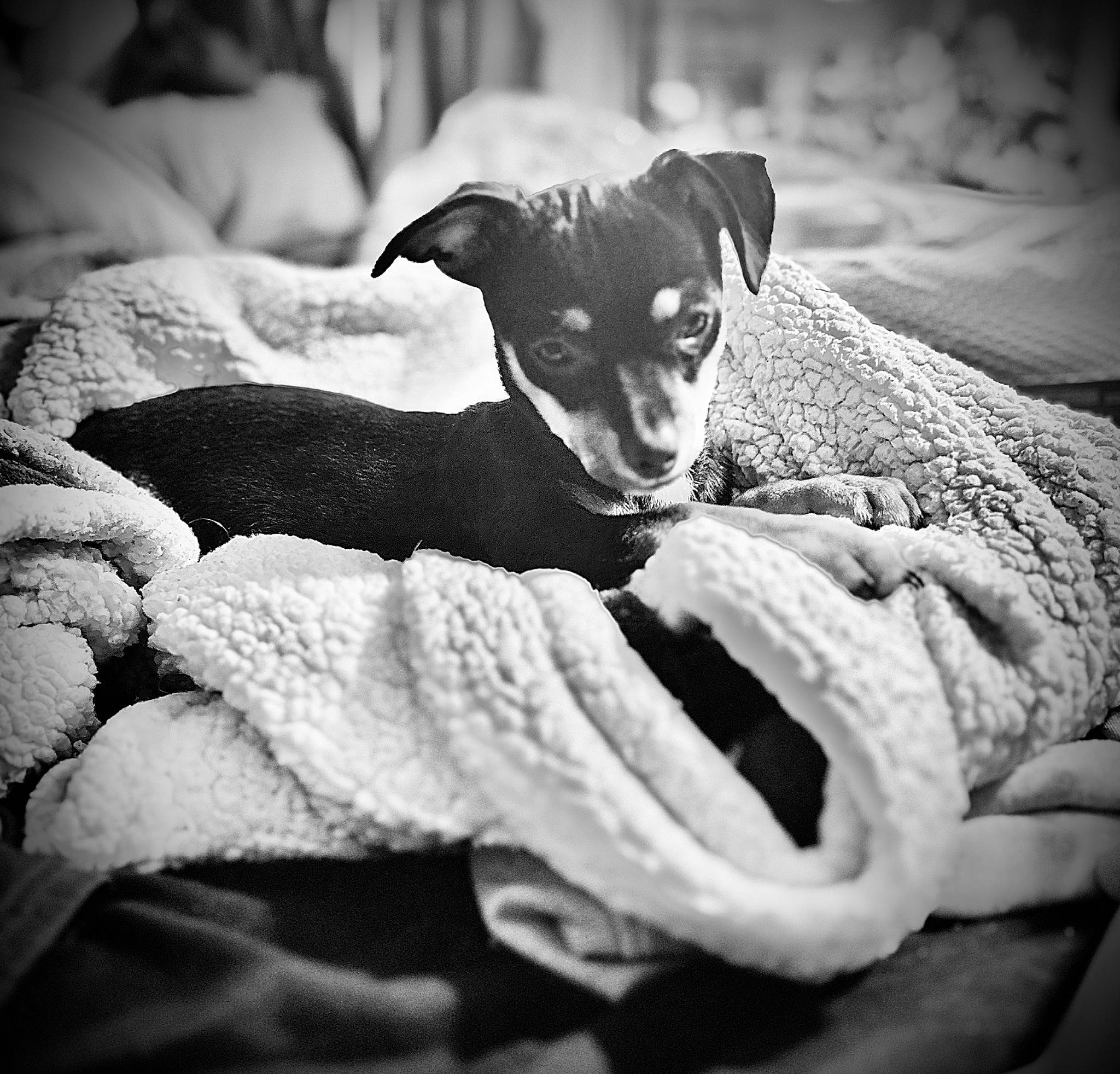 Miss Abigail is registered to the contest to win money with this photo: canidae, carnivore, comfort, companion_dog, darkness, dog, dog_breed, flash_photography, fur, grey, linens, monochrome, monochrome_photography, paw, snout, sporting_group, style, toy_dog, whiskers, working_animal