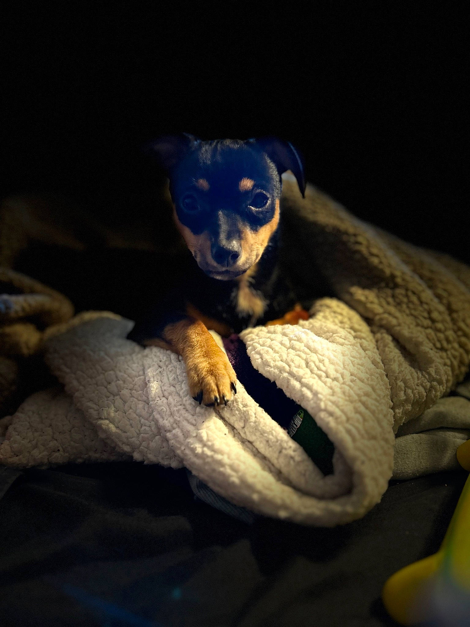 Miss Abigail joined the competition — help win amazing prizes! animation, art, cg_artwork, comfort, darkness, electric_blue, felidae, fictional_character, fur, reptile, serpent, shadow, sitting, snake, still_life, still_life_photography, tail, tints_and_shades, toy, visual_arts