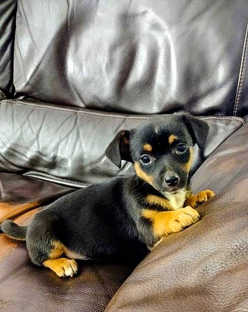 Miss Abigail joined the competition — help win amazing prizes! canidae, carnivore, comfort, companion_dog, couch, dog, dog_breed, fur, grey, paw, sitting, snout, sporting_group, terrestrial_animal, toy_dog, whiskers, working_animal, working_dog