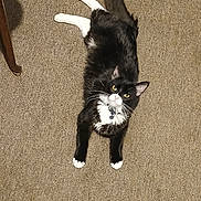 Maggie joined the competition — help win amazing prizes! cat, black_and_white, yellow_eyes, carpet, indoor, furniture_leg, pet, animal, fluffy, curious, lying_down, whiskers, tail, paws, domestic_cat, fur, looking_up, relaxed, cute, companion