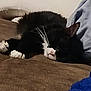 cat, sleeping, black_and_white, whiskers, paws, fur, cozy, resting, indoor, blanket, soft, cute, pet, animal, feline, closeup, relaxation, comfort, laying, nap