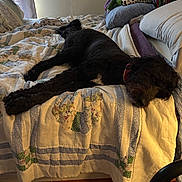 Madison is registered to the contest to win money with this photo: dog, bed, quilt, pillow, stuffed_toy, indoor, resting, black_dog, blanket, window, curtain, wooden_bed_frame, cozy, relaxed, home, sleeping, animal, pet, furniture, soft_light
