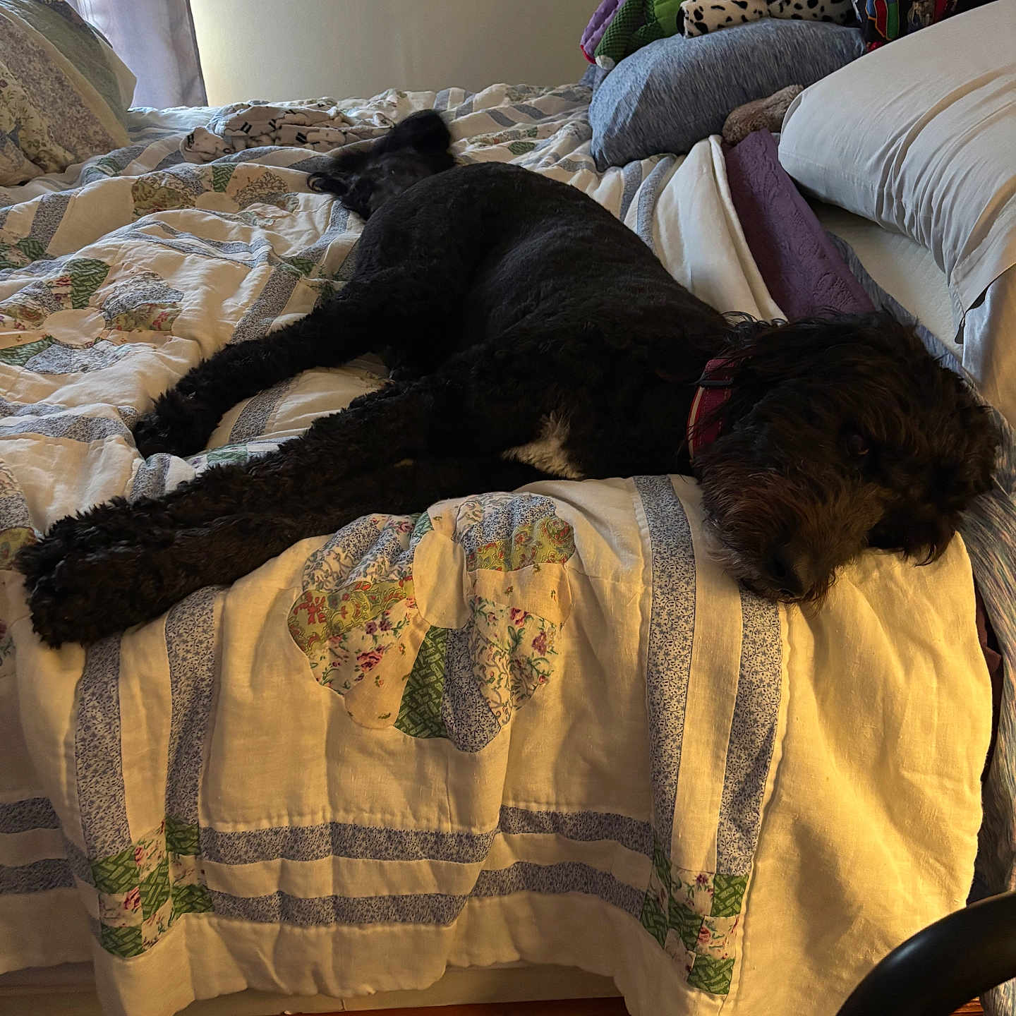 Madison is registered to the contest to win money with this photo: dog, bed, quilt, pillow, stuffed_toy, indoor, resting, black_dog, blanket, window, curtain, wooden_bed_frame, cozy, relaxed, home, sleeping, animal, pet, furniture, soft_light