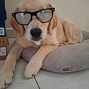 Ardwen participe au concours pour gagner de l'argent avec cette photo : dog, golden_retriever, puppy, sunglasses, pet, animal, indoor, floor, cushion, relaxing, cute, canine, laying_down, fur, collar, nose, paws, reflection, tile_floor, household