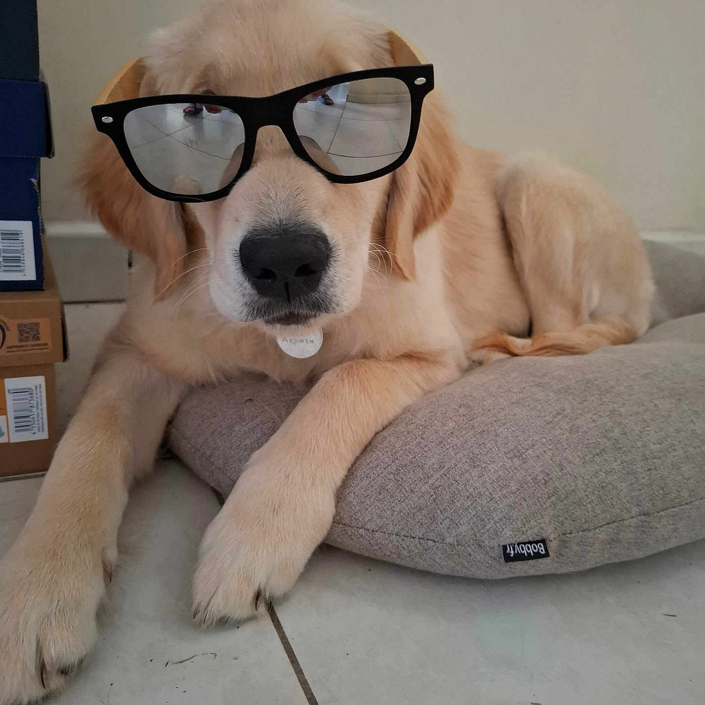 Ardwen participe au concours pour gagner de l'argent avec cette photo : animal, canine, collar, cushion, cute, dog, floor, fur, golden_retriever, household, indoor, laying_down, nose, paws, pet, puppy, reflection, relaxing, sunglasses, tile_floor