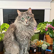 Buddy is registered to the contest to win money with this photo: animal, cat, cozy, cute, decor, domestic_cat, feline, fireplace, flowering_plant, fluffy_cat, gray_cat, green_eyes, houseplant, indoor, pet, plant_pots, portrait, potted_plants, succulent_plants, wooden_table