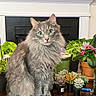 animal, cat, cozy, cute, decor, domestic_cat, feline, fireplace, flowering_plant, fluffy_cat, gray_cat, green_eyes, houseplant, indoor, pet, plant_pots, portrait, potted_plants, succulent_plants, wooden_table