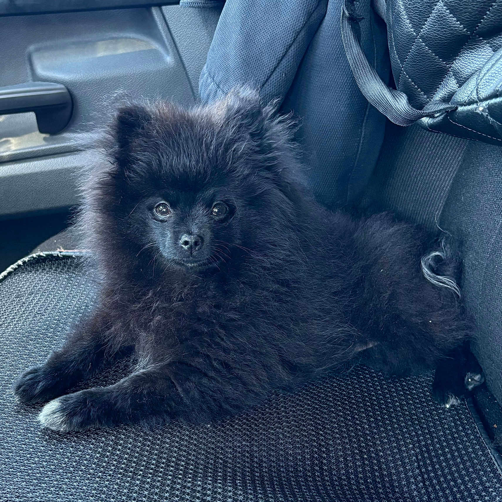 Shadow is registered to the contest to win money with this photo: adorable, animal, black_fur, canine, car_seat, companion, cute, dog, fluffy, fur, indoor, looking_at_camera, pet, pet_portrait, puppy, relaxed, seat_cover, small_dog, transport, young_dog