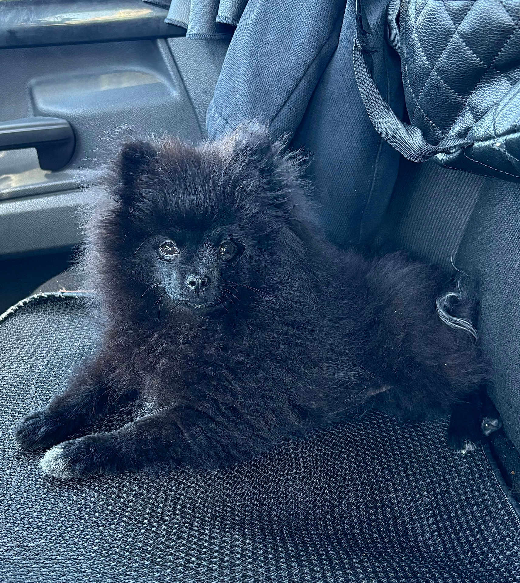 Shadow is registered to the contest to win money with this photo: dog, puppy, black_fur, fluffy, car_seat, pet, animal, cute, indoor, small_dog, canine, seat_cover, relaxed, looking_at_camera, adorable, companion, transport, young_dog, fur, pet_portrait