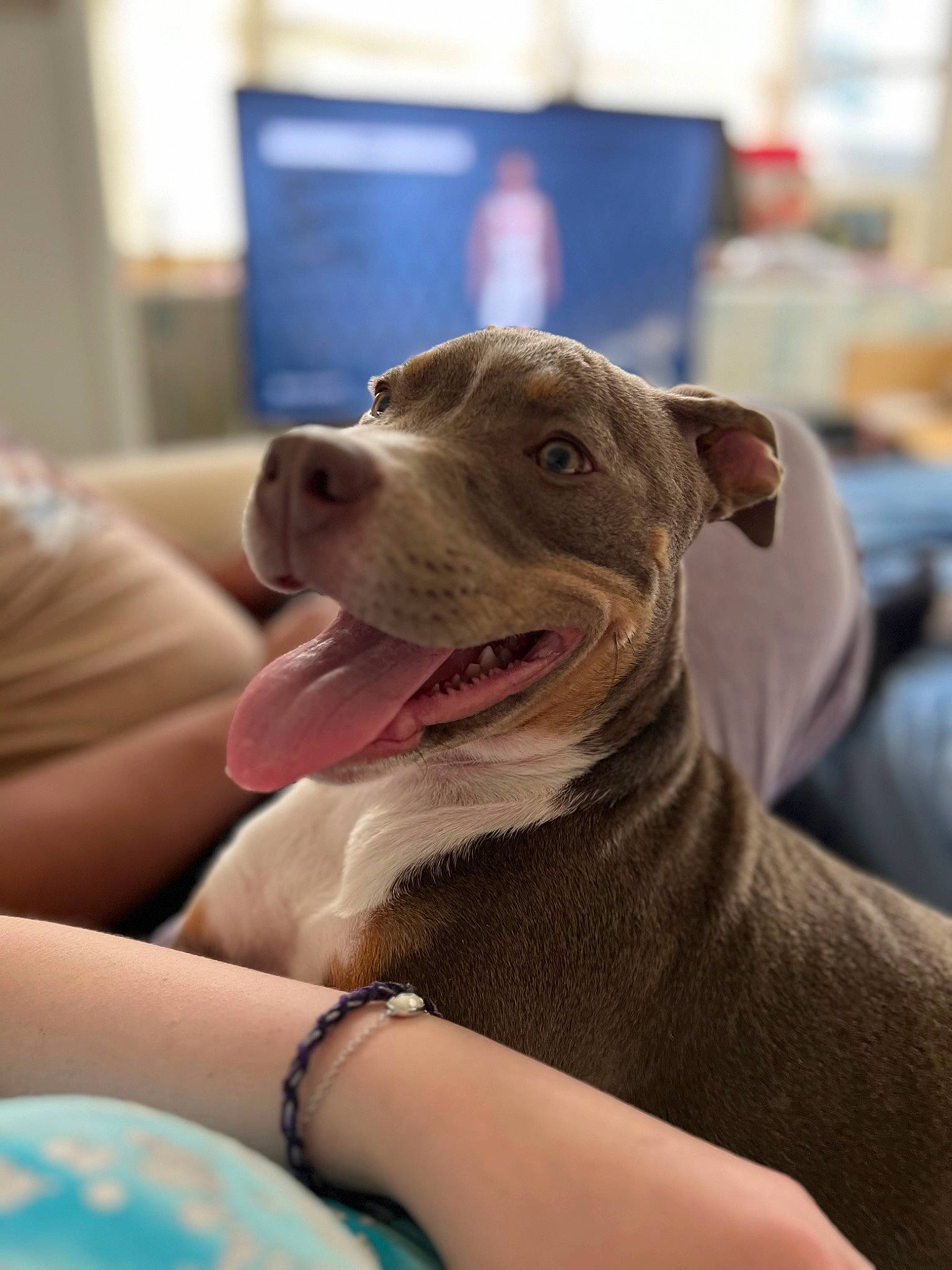 Milana is registered to the contest to win money with this photo: canidae, carnivore, collar, comfort, companion_dog, dog, dog_breed, dog_collar, fawn, jewellery, non_sporting_group, sitting, smile, snout, sporting_group, whiskers, working_animal