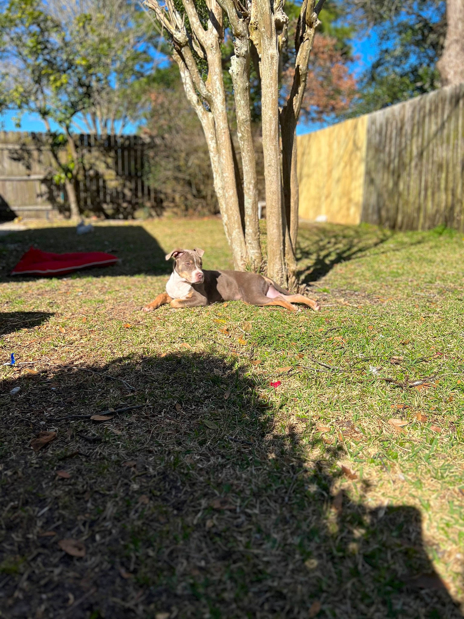 Milana is registered to the contest to win money with this photo: asphalt, branch, deciduous, grass, grass_family, groundcover, landscape, lawn, people_in_nature, plant, road_surface, shade, shrub, sidewalk, sky, sunlight, tints_and_shades, tree, trunk, wood