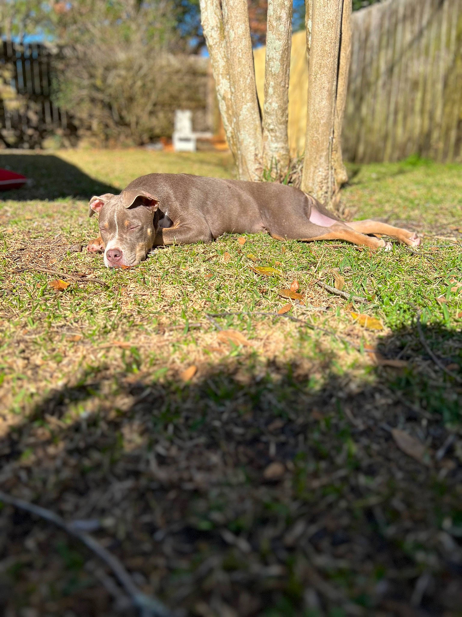 Milana is registered to the contest to win money with this photo: canidae, dog_breed, fawn, felidae, grass, grassland, grazing, groundcover, landscape, livestock, natural_landscape, pasture, plant, snout, sporting_group, tail, terrestrial_animal, tree, trunk, wood