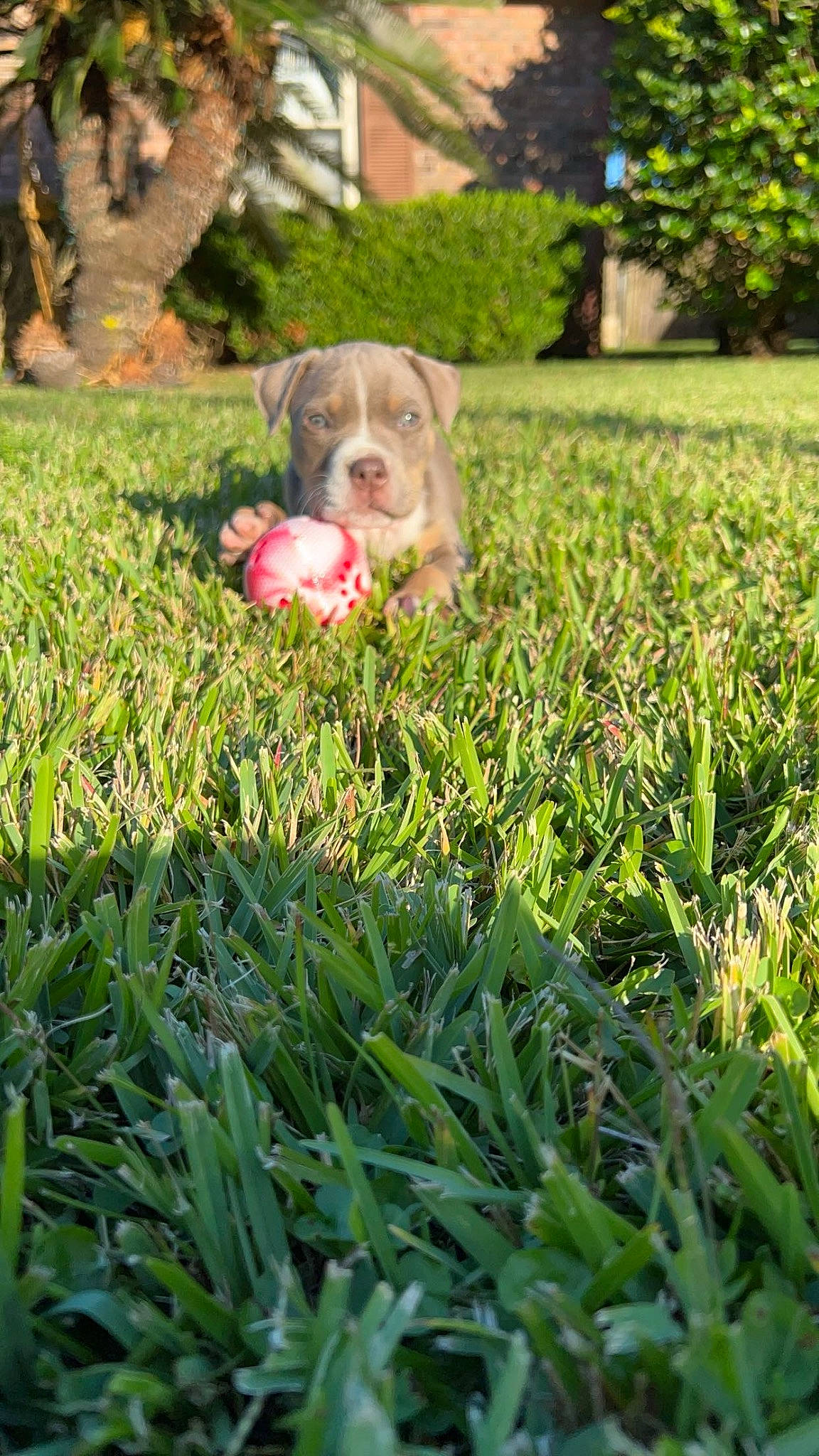 Milana is registered to the contest to win money with this photo: ball, canidae, carnivore, companion_dog, dog, dog_breed, fawn, garden, grass, grass_family, groundcover, lawn, leisure, people_in_nature, plant, sitting, sporting_group, toy, tree, yard