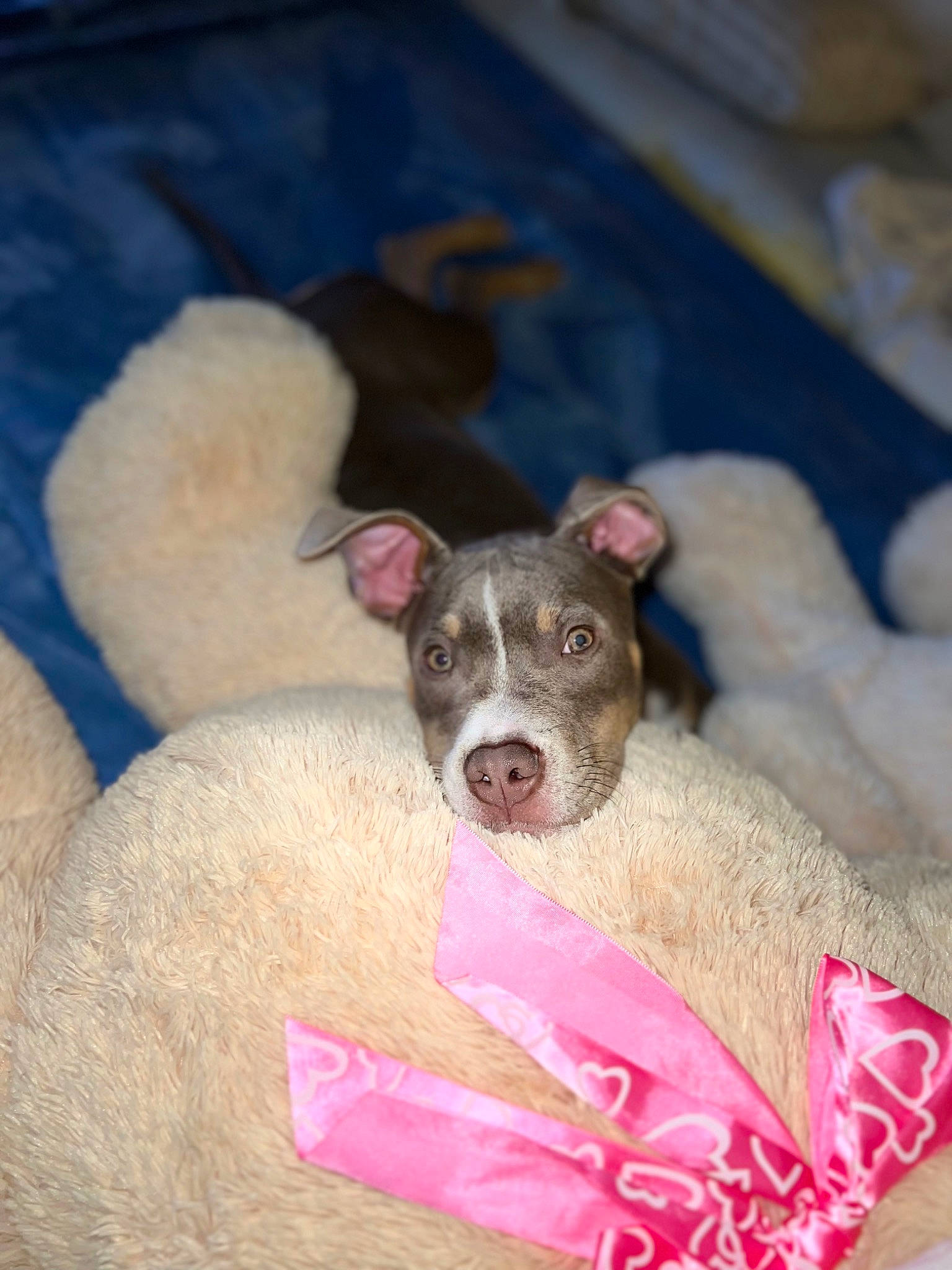 Milana is registered to the contest to win money with this photo: canidae, carnivore, collar, comfort, companion_dog, dog, dog_breed, dog_supply, fawn, fur, magenta, non_sporting_group, paw, pet_supply, snout, sporting_group, terrestrial_animal, working_animal