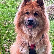 Opale a rejoint le concours — aidez-le/la à gagner de superbes lots ! brown_fur, canine, close_up, companion, dog, ears, field, fluffy_dog, friendly, fur, grass, harness, muzzle, nature, outdoor, pet, portrait, sitting, tongue_out, whiskers