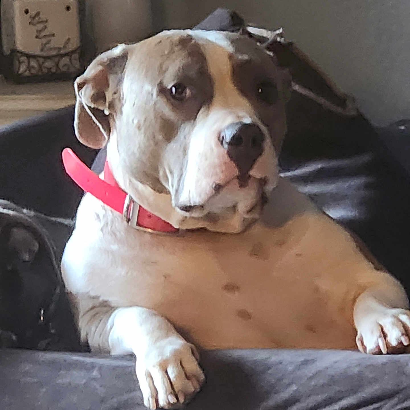 Harley is registered to the contest to win money with this photo: animal, brown, canine, collar, comfort, couch, dog, domestic, ears, fur, furniture, home, indoor, paw, pet, relaxed, resting, seated, snout, white