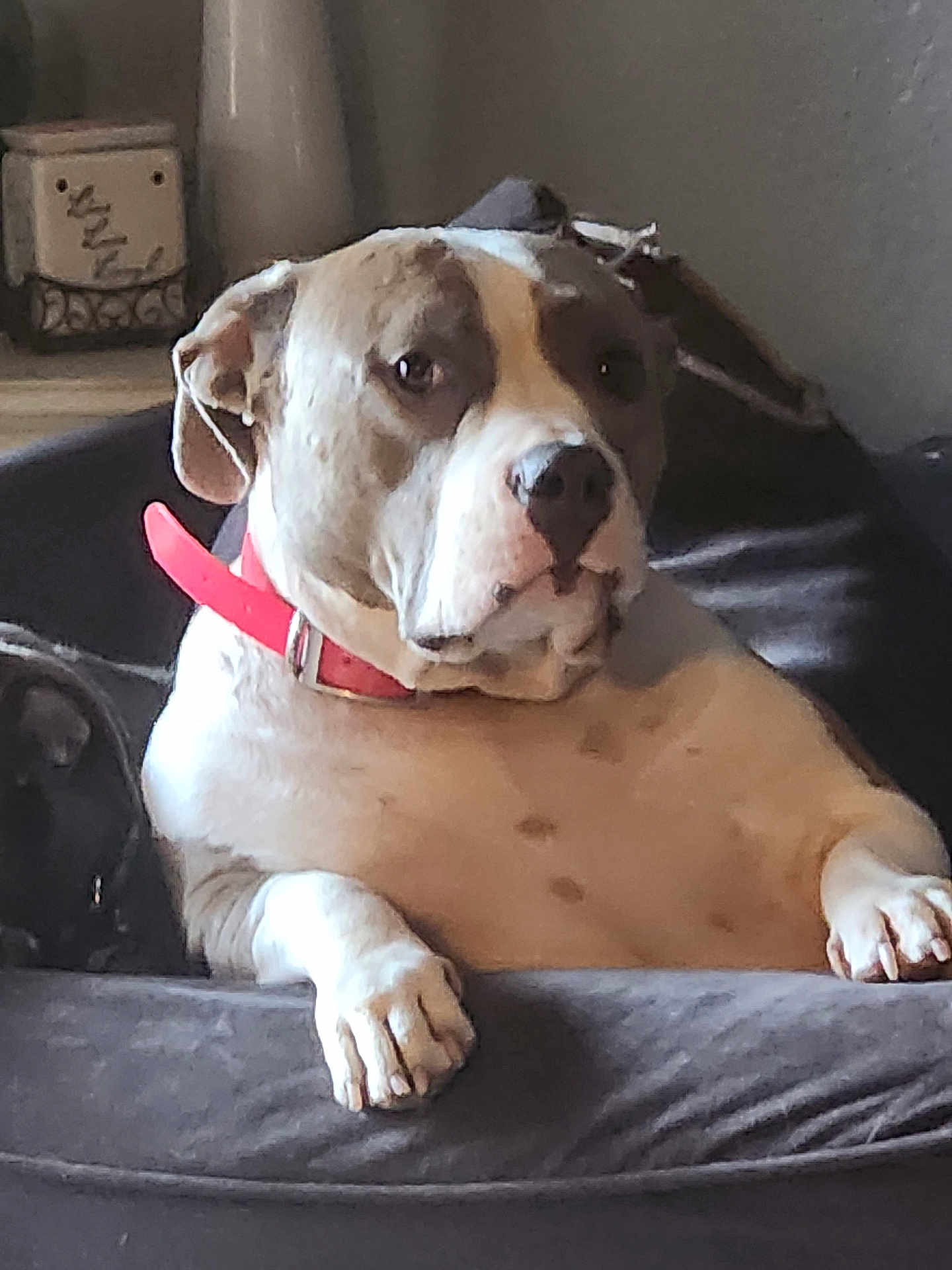 Harley is registered to the contest to win money with this photo: dog, pet, canine, collar, couch, indoor, relaxed, seated, brown, white, fur, paw, snout, ears, animal, domestic, home, furniture, comfort, resting