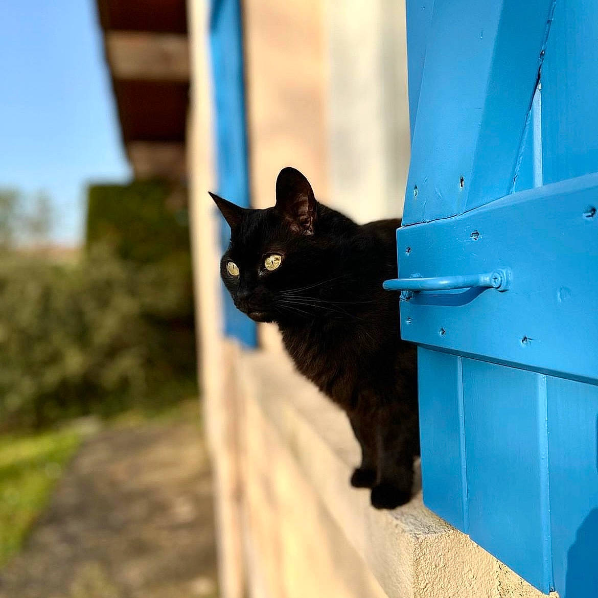 Mona participe au concours pour gagner de l'argent avec cette photo : azure, black_cat, bombay, carnivore, cat, domestic_short_haired_cat, electric_blue, felidae, fur, shadow, sky, small_to_medium_sized_cats, snout, tail, tints_and_shades, tree, whiskers, window, wood