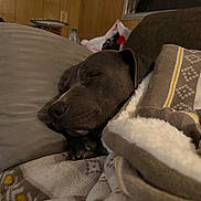 Bubba joined the competition — help win amazing prizes! dog, sleeping, blanket, couch, pillow, indoors, cozy, resting, pet, nap, brown, fur, comfort, wood_paneling, home, relaxation, animal, domestic, quiet, peaceful