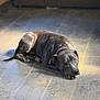 Bubba is registered to the contest to win money with this photo: dog, black_dog, collar, pet, animal, indoor, floor, wooden_floor, laying_down, resting, sunlight, shadow, quiet, calm, domestic_animal, canine, relaxed, portrait, single_animal, home