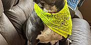Bubba joined the competition — help win amazing prizes! dog, pet, bandana, yellow_bandana, gray_dog, couch, indoor, furniture, quilt, brown_couch, sitting, attentive, canine, domestic_animal, companion, portrait, looking_away, house, cozy, relaxed