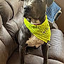 dog, pet, bandana, yellow_bandana, gray_dog, couch, indoor, furniture, quilt, brown_couch, sitting, attentive, canine, domestic_animal, companion, portrait, looking_away, house, cozy, relaxed
